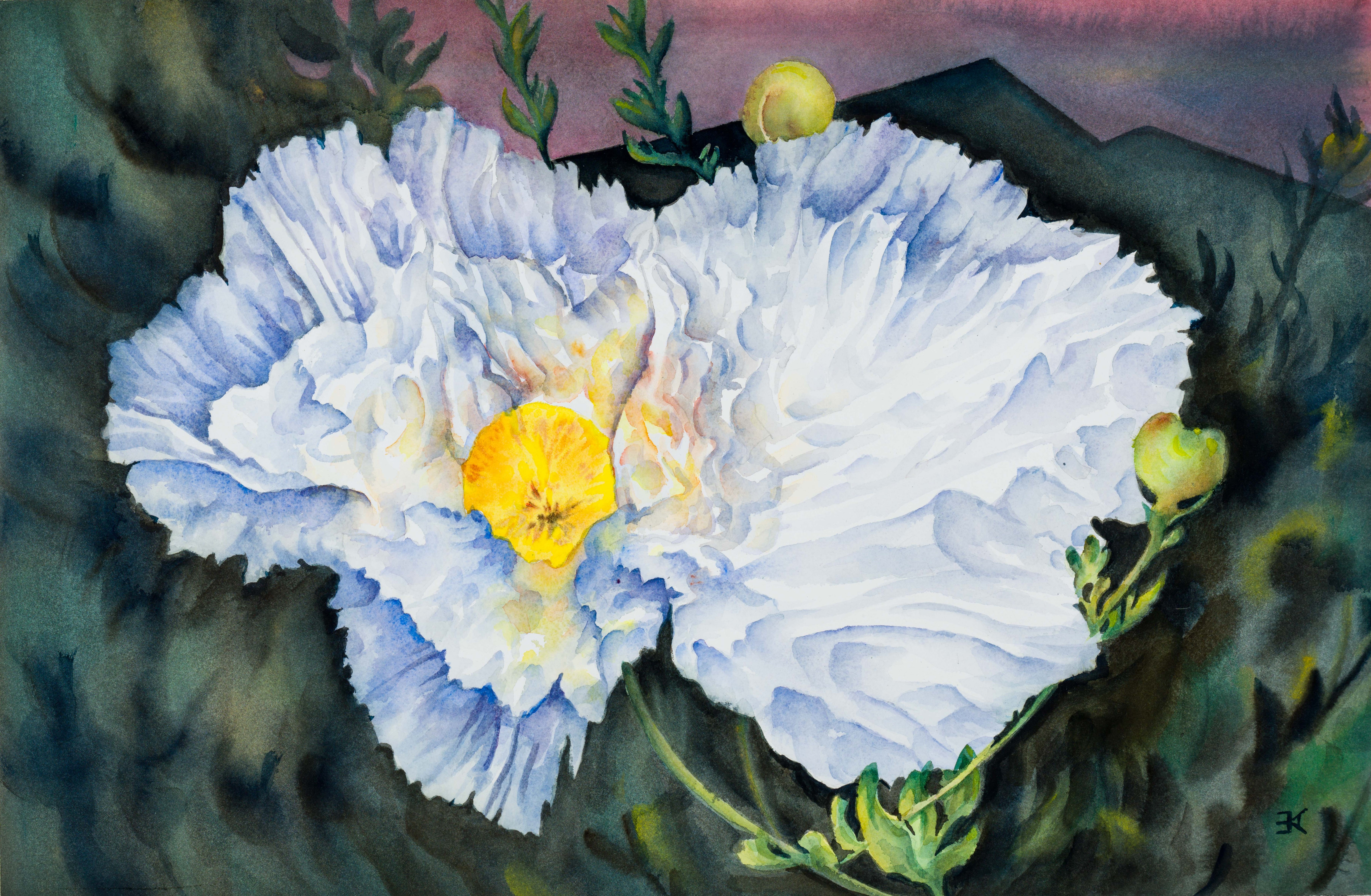 Matilija poppy
